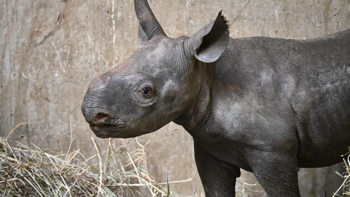 Meet Hazina at Lincoln Park Zoo